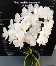 Phal. amabilis phal for sale  Ambler