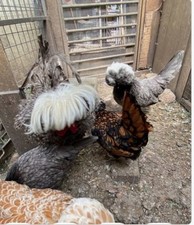 Polish bantam eggs for sale  BARKING