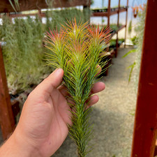 Funckiana fun tillandsia for sale  Vacaville