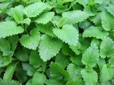 Lemon balm seeds for sale  Deltona