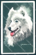 Animali cane samoiedo usato  Gambolo