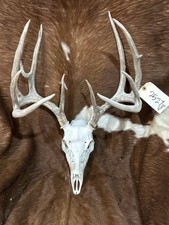 162 whitetail deer for sale  Harper