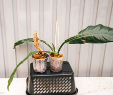 Philodendron pseudariculatum r for sale  Brooklyn
