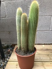 Large vatricania guentherit for sale  COLWYN BAY