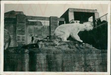 1938 polar bear for sale  MANCHESTER