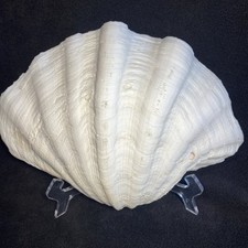 Giant clam shell for sale  Saint Louis
