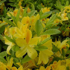 Azalea gold topas for sale  UK