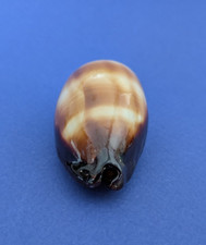 Cypraea talpa gem d'occasion  Nice-