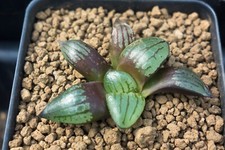 Succulent haworthia makai for sale  Albrightsville