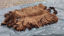 Pure hebridean sheep for sale  LAIRG