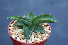 Sansevieria paten exotic for sale  Miami