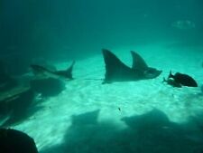 Harborside atlantis nights for sale  Fort Lauderdale