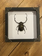 Real framed beetle for sale  COLCHESTER
