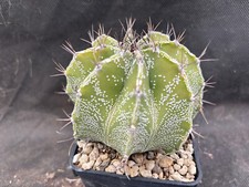 Astrophytum hybrid cv.curly usato  Massafra