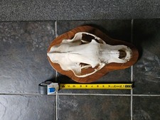Taxidermy skull bare for sale  Harshaw