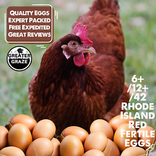 Rhode island red for sale  Plantersville