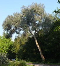 Tasmanian snow gum for sale  WALLASEY