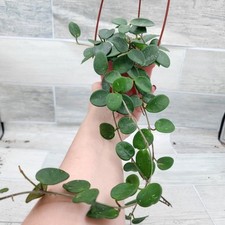Hoya mathilde carnosa for sale  Reseda