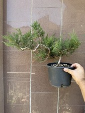 Ginepro sabina bonsai usato  Italia