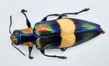 Buprestidae chrysochroa fulgen gebraucht kaufen  Wadern