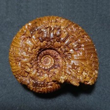 Dhosaites otoitoides ammonite usato  Italia