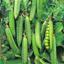 Pea rondo 250 for sale  SALISBURY