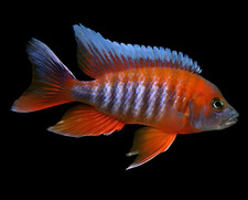 Live red jacobs for sale  National City