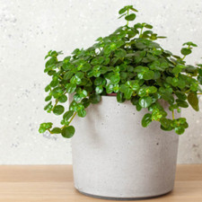 Pilea baby tears for sale  Terrell