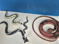 plastic snakes for sale plastic snakes for sale BRACKNELL