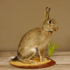 Hase feldhase kaninchen gebraucht kaufen  Nagel