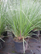 Pampasgras citaro cortaderia gebraucht kaufen  Zetel