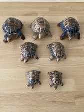 wade tortoise trinket for sale wade tortoise trinket for sale NEWTON ABBOT