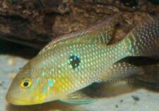 Geophagus brasiliensis cichlid for sale  Wimauma