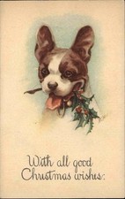 boston terrier for sale boston terrier for sale USA