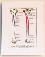 Anatomy tibia 1930s for sale  NORWICH