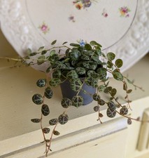 Peperomia prostrata string for sale  GREAT YARMOUTH