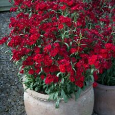 Dianthus barbatus rocking for sale  IPSWICH