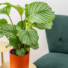 Calathea orbifolia 12cm for sale  GLASGOW