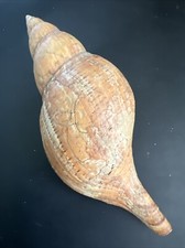 Fasciolaria tulipa, Vintage Cor Laranja Escuro Grande 8” Caribenha Linda Concha comprar usado Fasciolaria tulipa, Vintage Cor Laranja Escuro Grande 8” Caribenha Linda Concha comprar usado  Enviando para Brazil