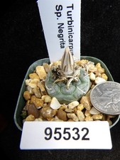 Turbinicarpus sp. negrita for sale  Lakeport