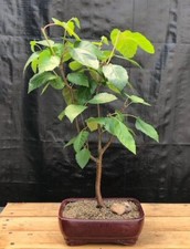 Whitebarked himalayan birch for sale  Patchogue