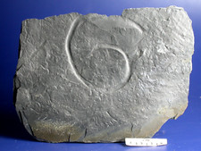 Fossilien frankenwald ichnofos gebraucht kaufen  Marktredwitz
