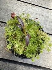 Nepenthes edwardsiana mt. for sale  Washington