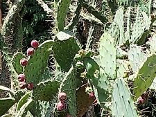 Samen tropische frucht gebraucht kaufen  Calw