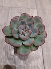 Echeveria mystery p5.5cm for sale  UCKFIELD