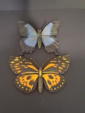 beautiful mounted butterflies for sale beautiful mounted butterflies for sale Gautier