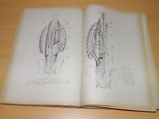 Latarjet Manual Anatomy Physical Education Physiotherapy Doctor Engravings 1949 segunda mano  Embacar hacia Argentina