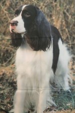 English springer spaniel for sale  Raleigh