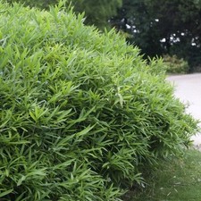 Pseudosasa japonica arrow for sale  SOUTHAMPTON