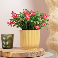 Christmas cactus schlumbergera for sale  UK